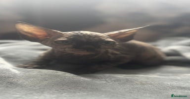 Sphynx cats - Advert 5