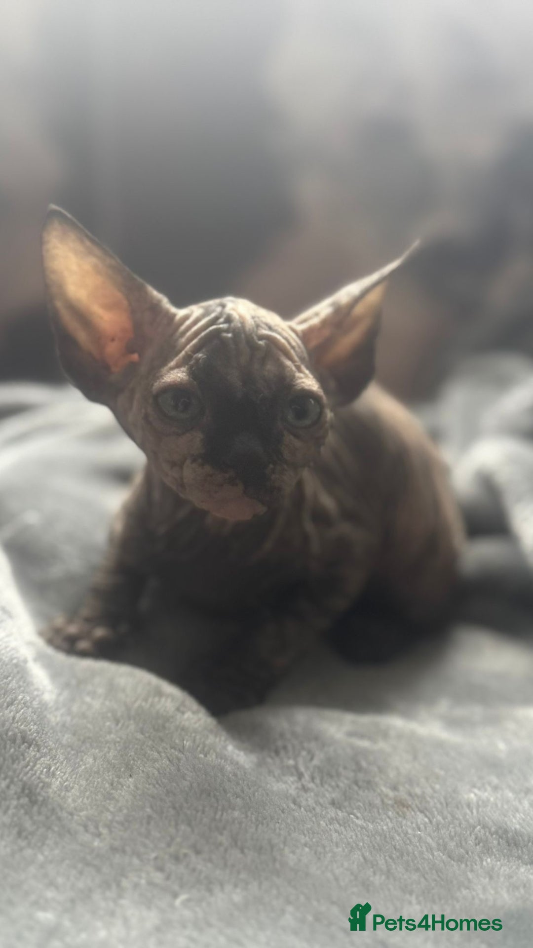 Sphynx cats for sale: Sphinx kitchens for a sale  - Image 2