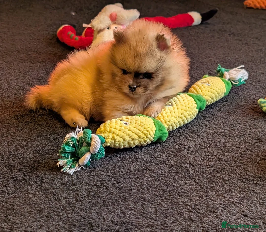 Pomeranian dogs for sale: Stunning Male Pomeranians - Advert 13