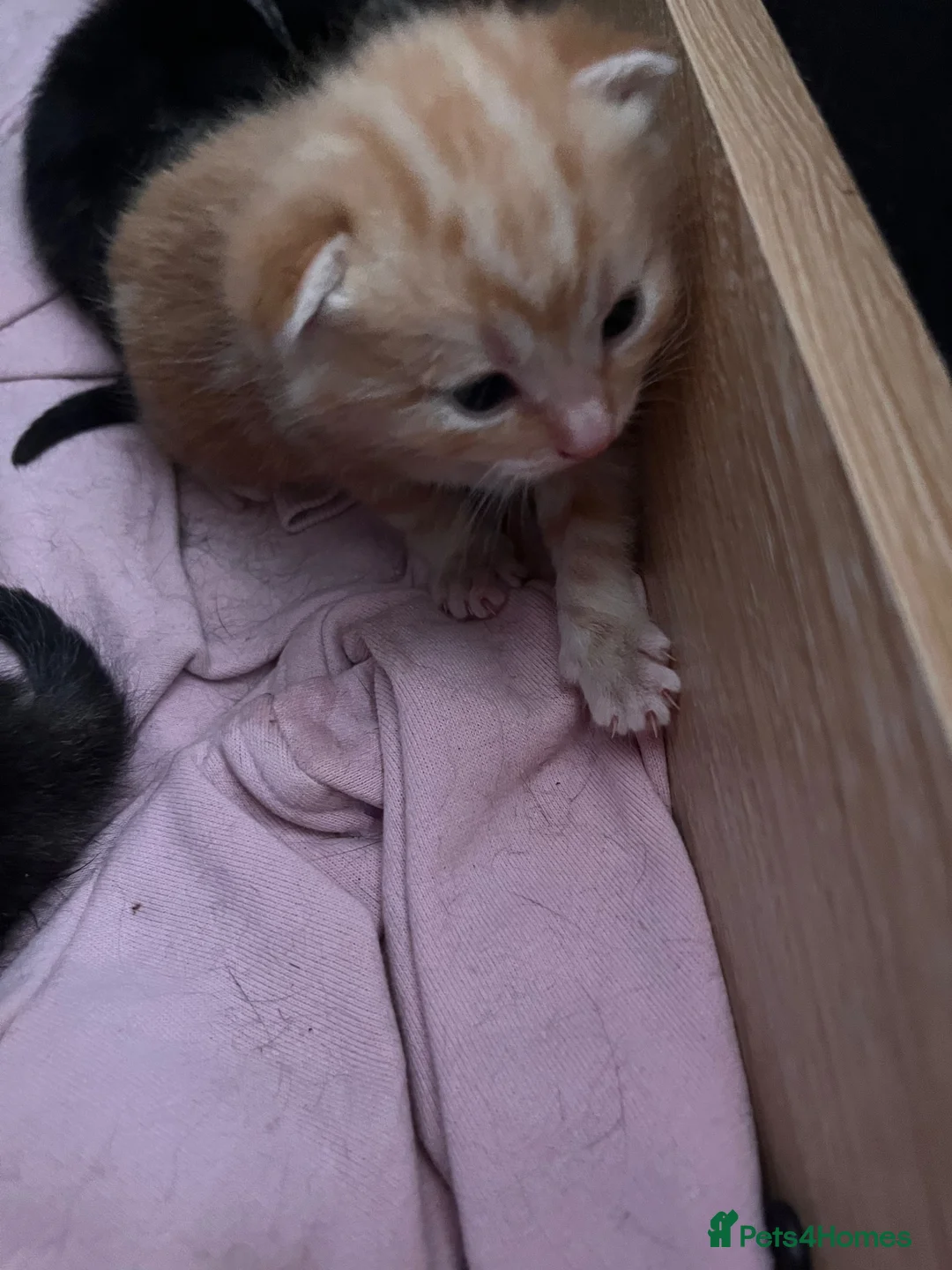 British Shorthair cats for sale: Beautiful kittens for sale  in St Albans - Advert 14