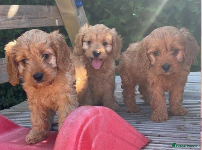 Cavapoo dogs Stunning f1 Cavapoo puppies  - Advert 1