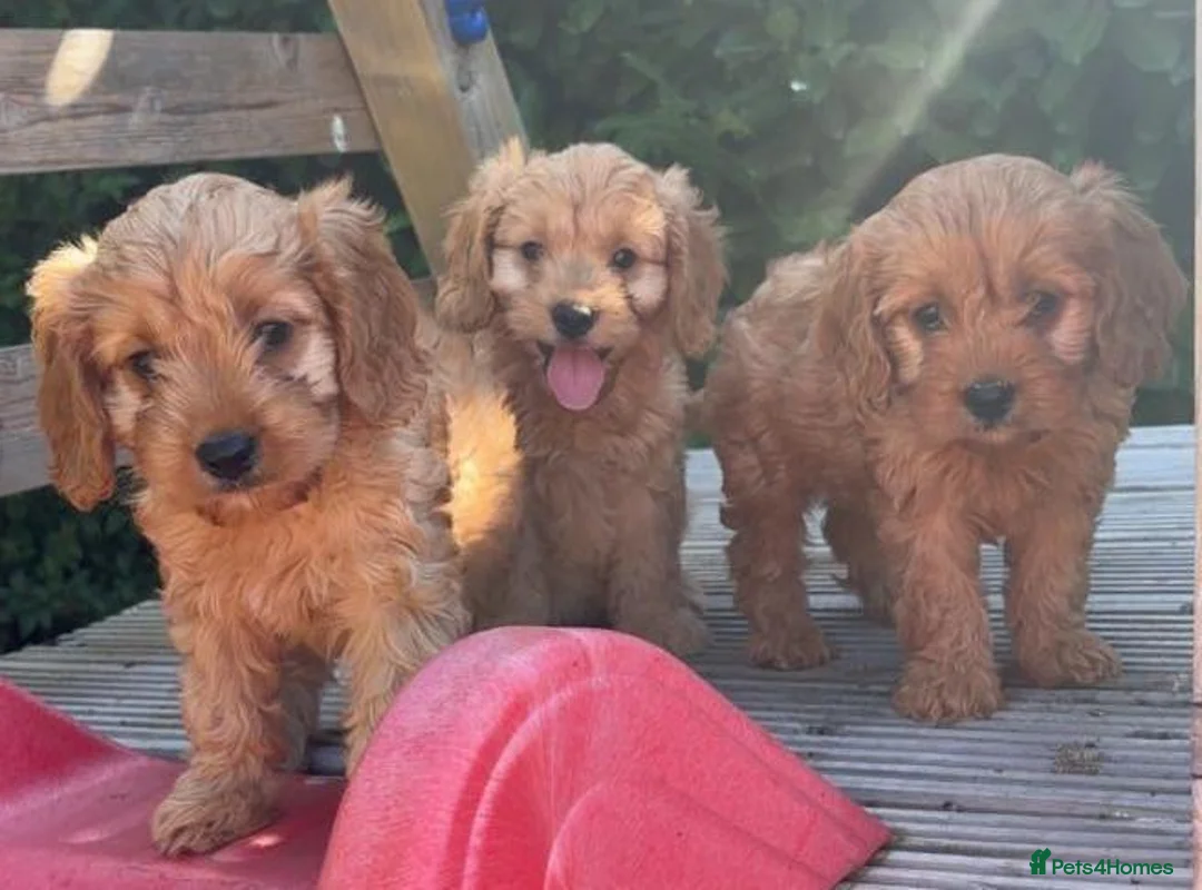 Cavapoo dogs for sale: Stunning f1 Cavapoo puppies  - Advert 1