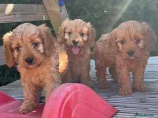 Cavapoo dogs Stunning f1 Cavapoo puppies - Advert 1