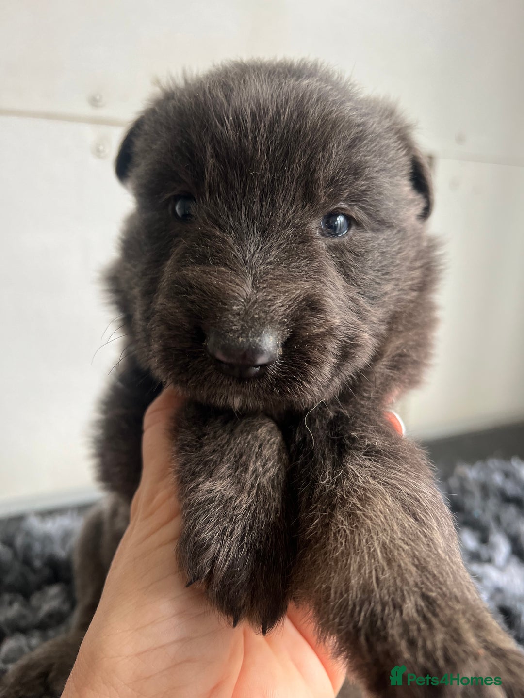 German Shepherd dogs for sale: Outstanding litter KC Reg German Shepherd puppies - Image 18
