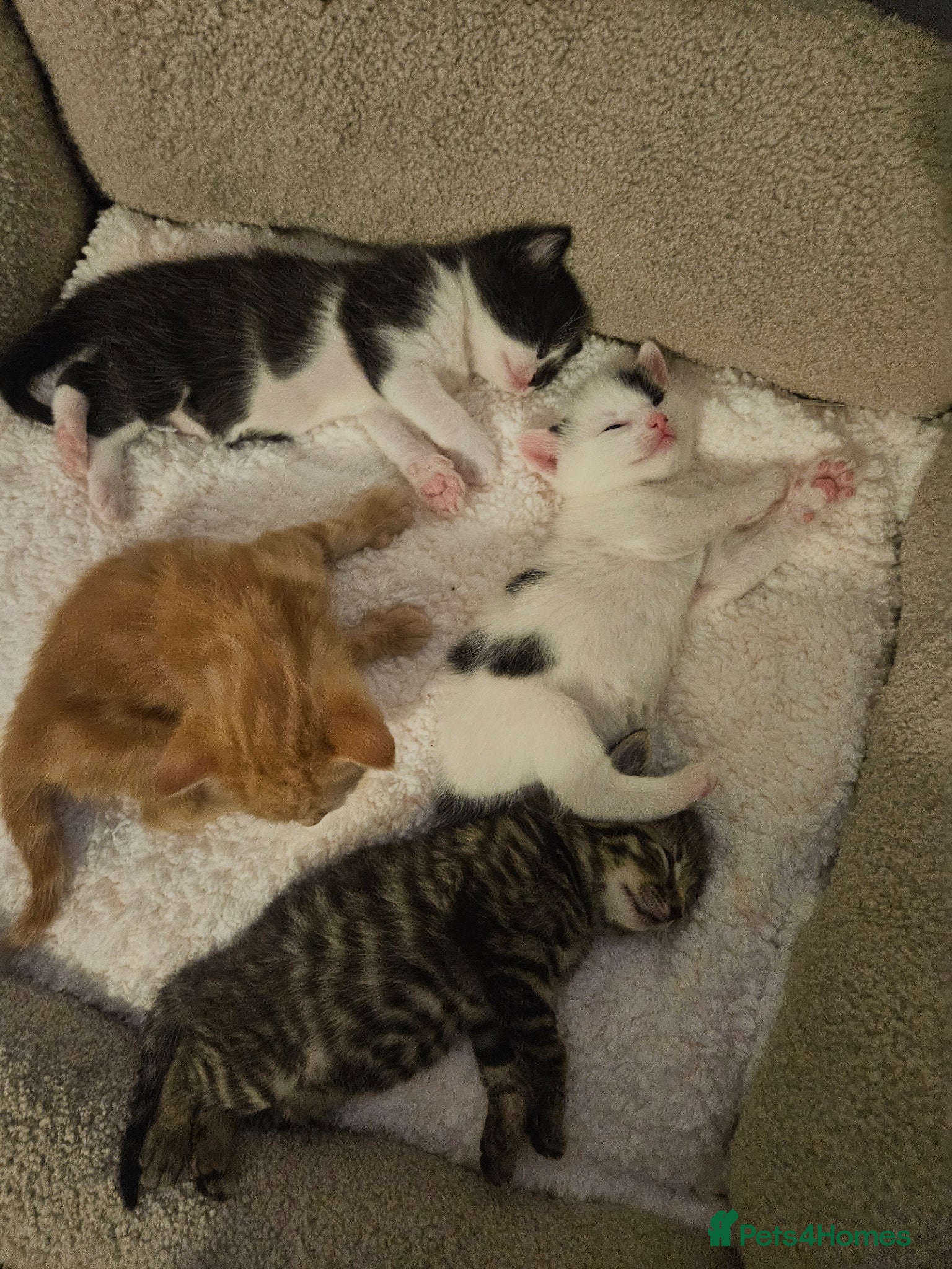 Mixed Breed cats Cats for sale - Advert 1