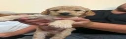 Cockapoo dogs for sale: 1 Male Beige Cockapoo  in Weston-super-Mare - Advert 3