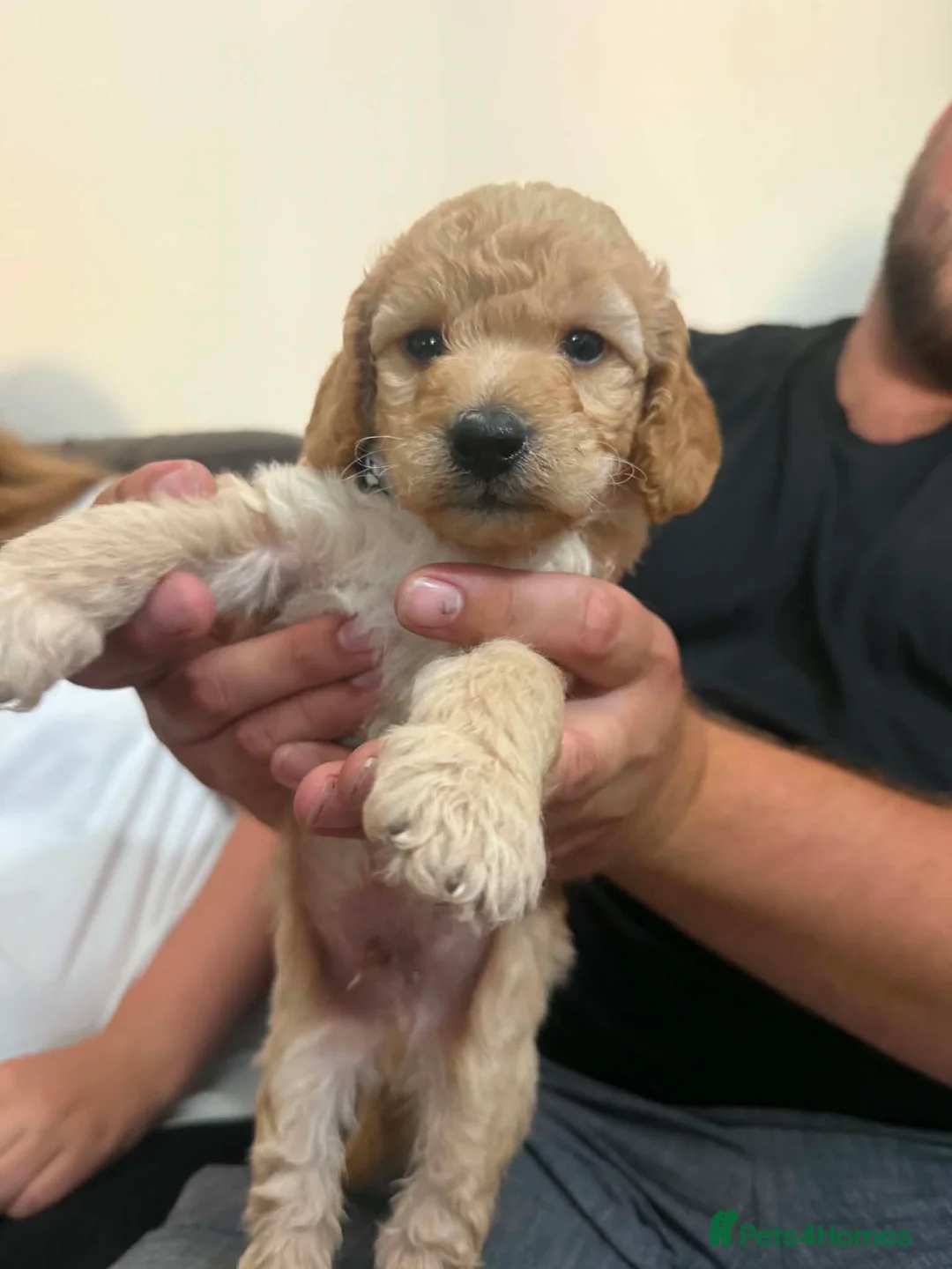 Cockapoo dogs for sale: 1 Male Beige Cockapoo  in Weston-super-Mare - Advert 3
