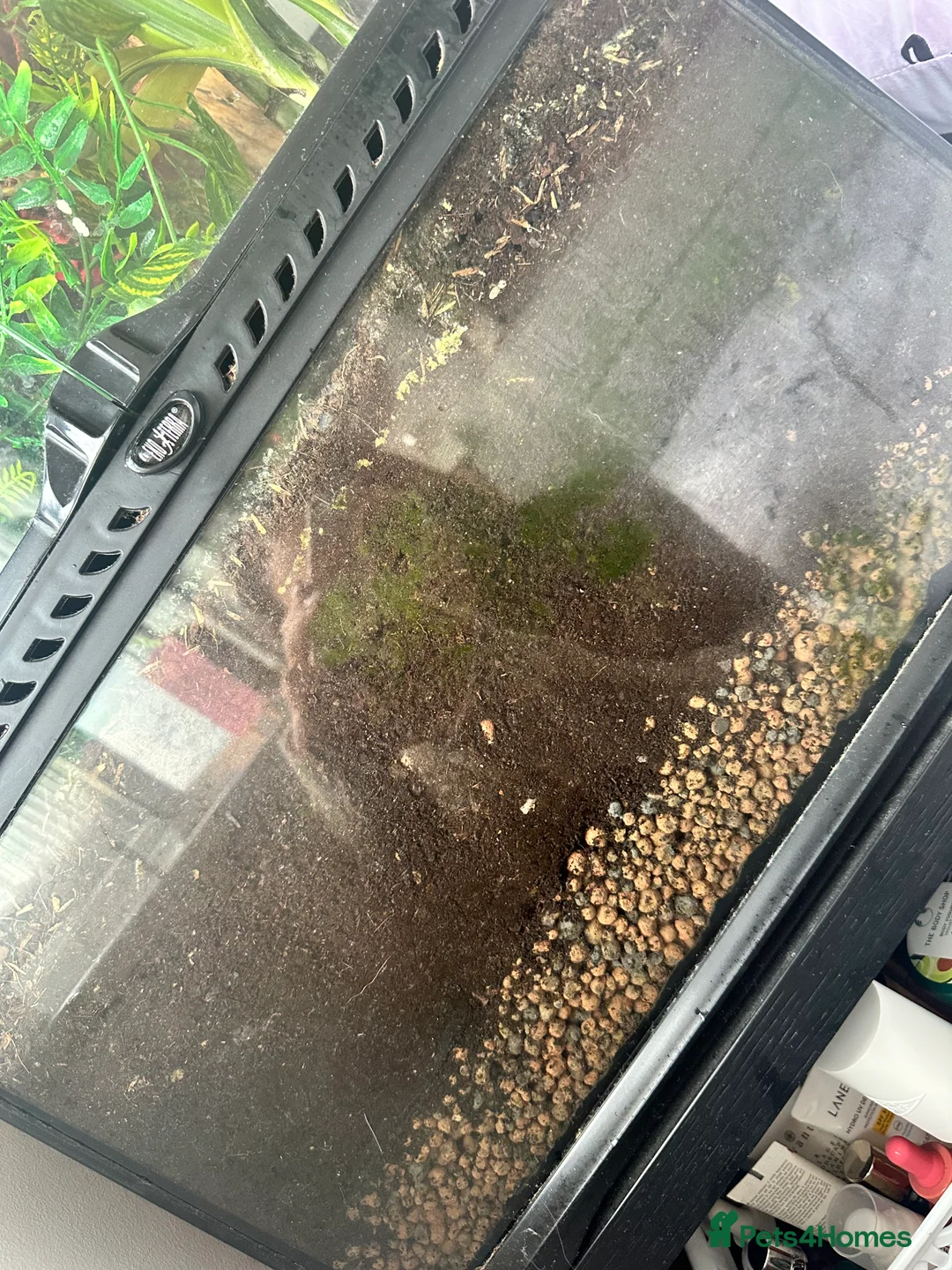 Chameleon reptiles for sale: Male veiled chameleon and set up  in Worthing - Advert 2