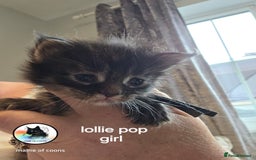 Maine Coon cats for sale: Maine coon kittens - Image 9