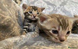 Bengal cats for sale: STUNNING TICA reg Bengal kittens ready to reserve - Image 9