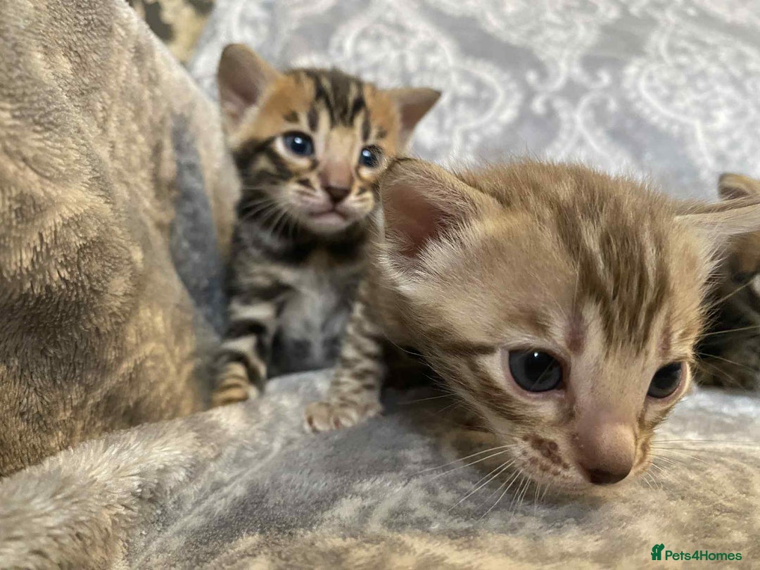 Bengal cats for sale: STUNNING TICA reg Bengal kittens ready to reserve - Image 9