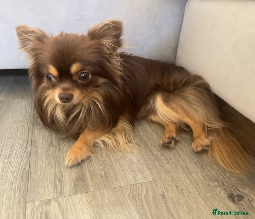 Chihuahua dogs for stud: Long coat chihuahua for stud (not for sale). in Surbiton - Advert 6