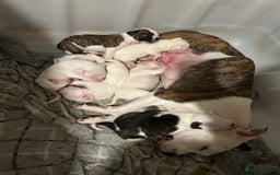 Mixed Breed dogs for sale: American bulldog x Staffy pups  - Image 9