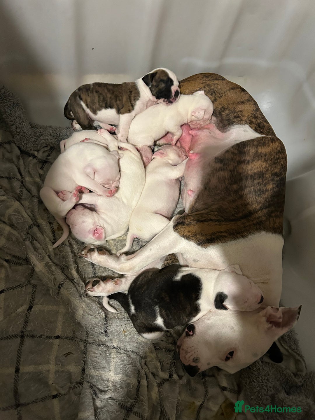 Mixed Breed dogs for sale: American bulldog x Staffy pups  - Image 9