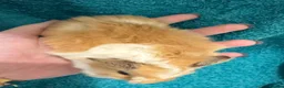Guinea Pig rodents for sale: RESERVED Peruvian Cream Long Hair Boars - Advert 4