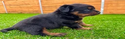 Rottweiler dogs for sale: KC Registered German Line Rottweiler Puppies 🐾🐾 - Advert 7