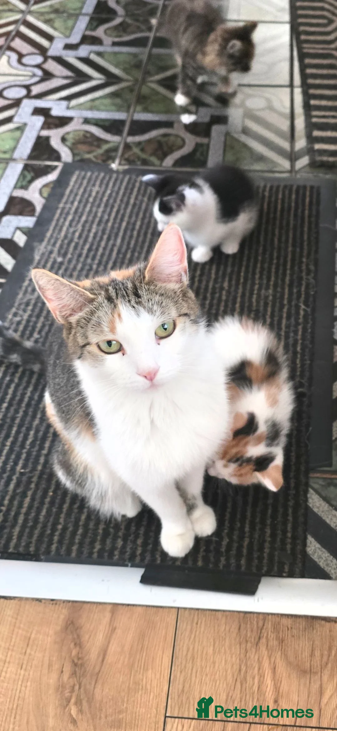 Mixed Breed cats for sale: 4 beautiful kittens in Birmingham - Advert 1