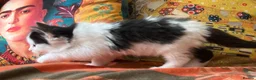 Persian cats for sale: Beautiful Persian Kittens  - Advert 21