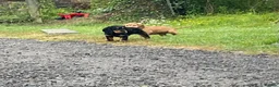 Cocker Spaniel dogs for sale: Stunning Cocker Spaniel Puppies  - Advert 9