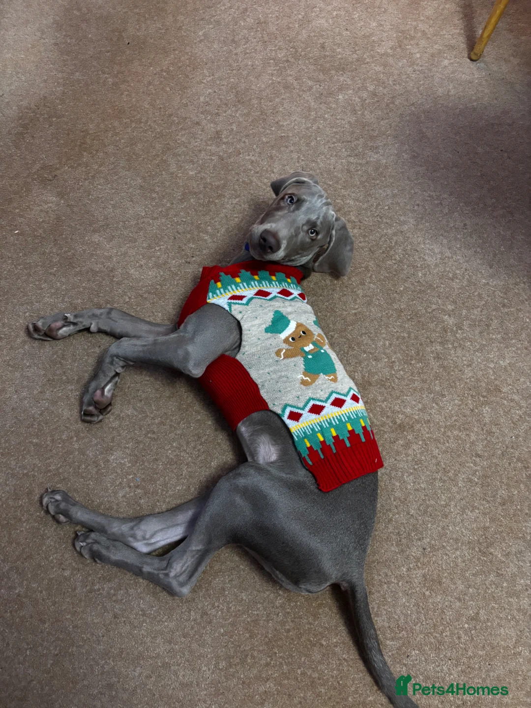 Weimaraner dogs for sale: 9 Month old puppy in Ipswich - Advert 8