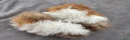 Guinea Pig rodents for sale: Baby Lunkarya Boars 6 Weeks Old in Lincoln - Advert 1