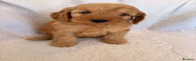 Cockapoo 3