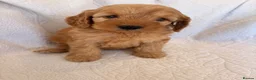 Cockapoo dogs for sale: LICENSED BREEDER QUALITY COCKAPOO PUPPIES  - Advert 26