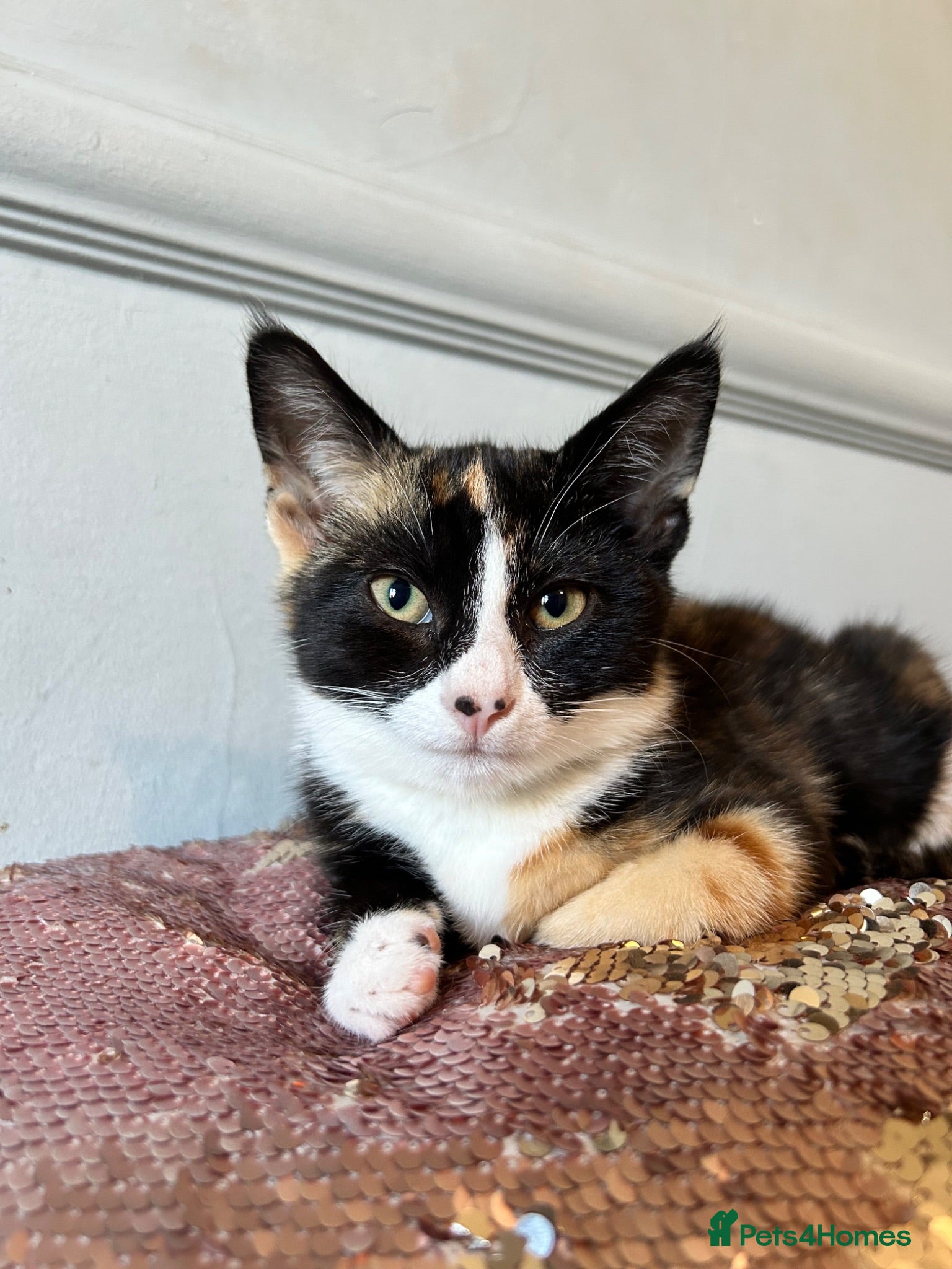 Mixed Breed cats 9 week old female calico - Advert 16