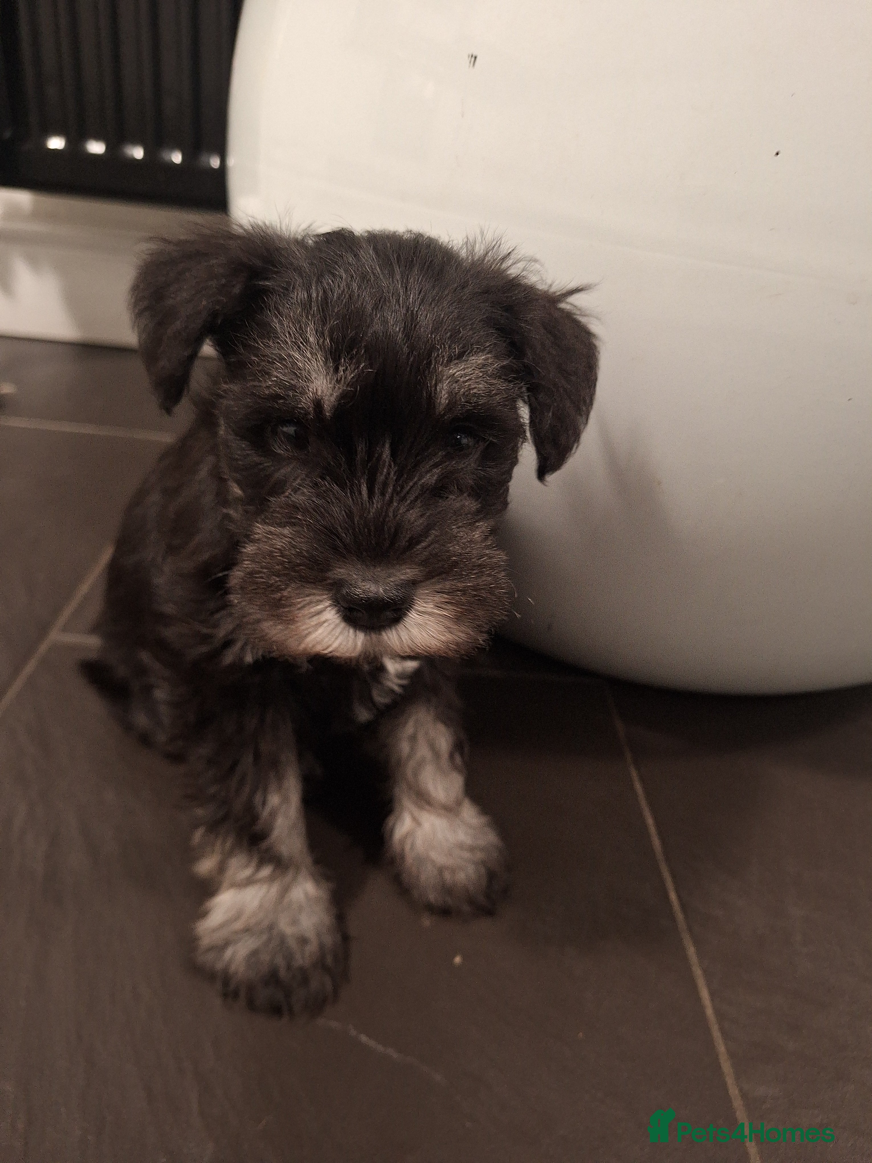 Miniature Schnauzer dogs 8 adorable miniature schnauzer puppies  - Advert 2
