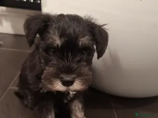 Miniature Schnauzer dogs 8 adorable miniature schnauzer puppies - Advert 2