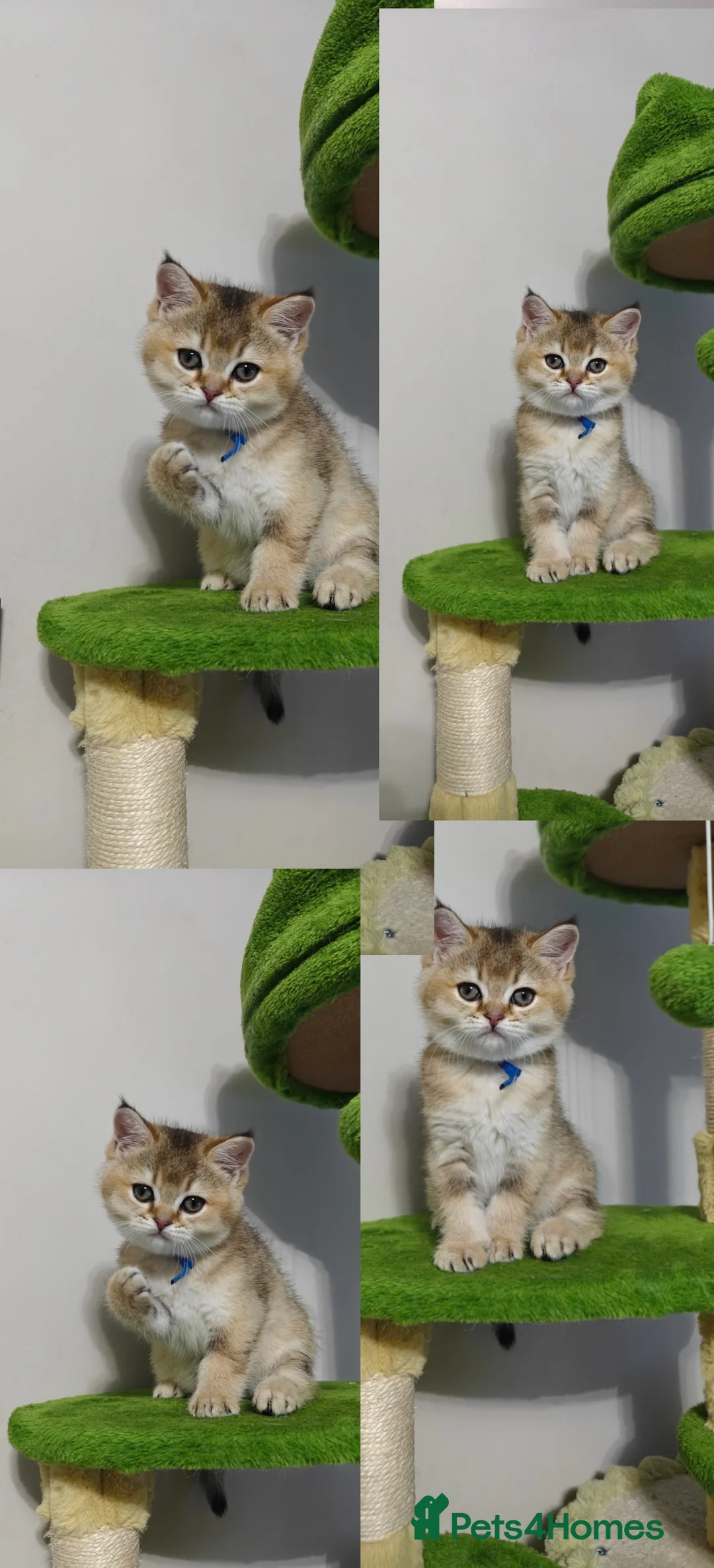 British Shorthair cats for sale: Cute & Playful Kittens for Sale – Vet Checked - Advert 11