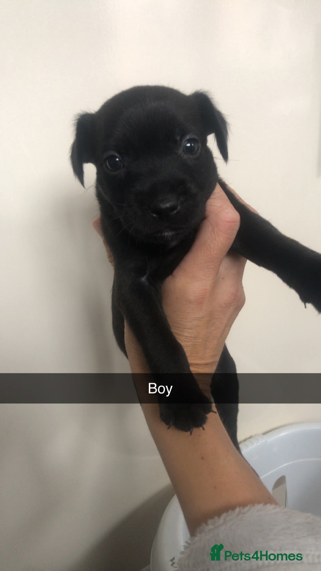 Patterdale Terrier dogs for sale: Patterdale terrier pups  - Image 1