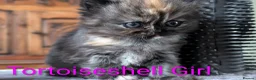 Persian cats for sale: ✨ Beautiful Persian Kittens for Sale ✨ - Advert 14