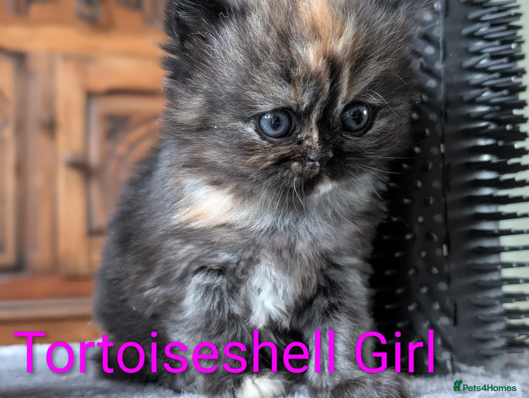 Persian cats for sale: ✨ Beautiful Persian Kittens for Sale ✨ - Advert 14
