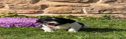 English Springer Spaniel dogs for sale: B/W PLAYFUL LITTER SPRINGER SPANIELS,HEALTH TESTED - Advert 17