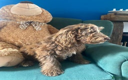 Cockapoo dogs for sale: Stunning F1 show Cockapoos  - Image 12