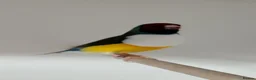 Finches birds for sale: Breeding pair Gouldian FINCHES!!!! - Advert 7