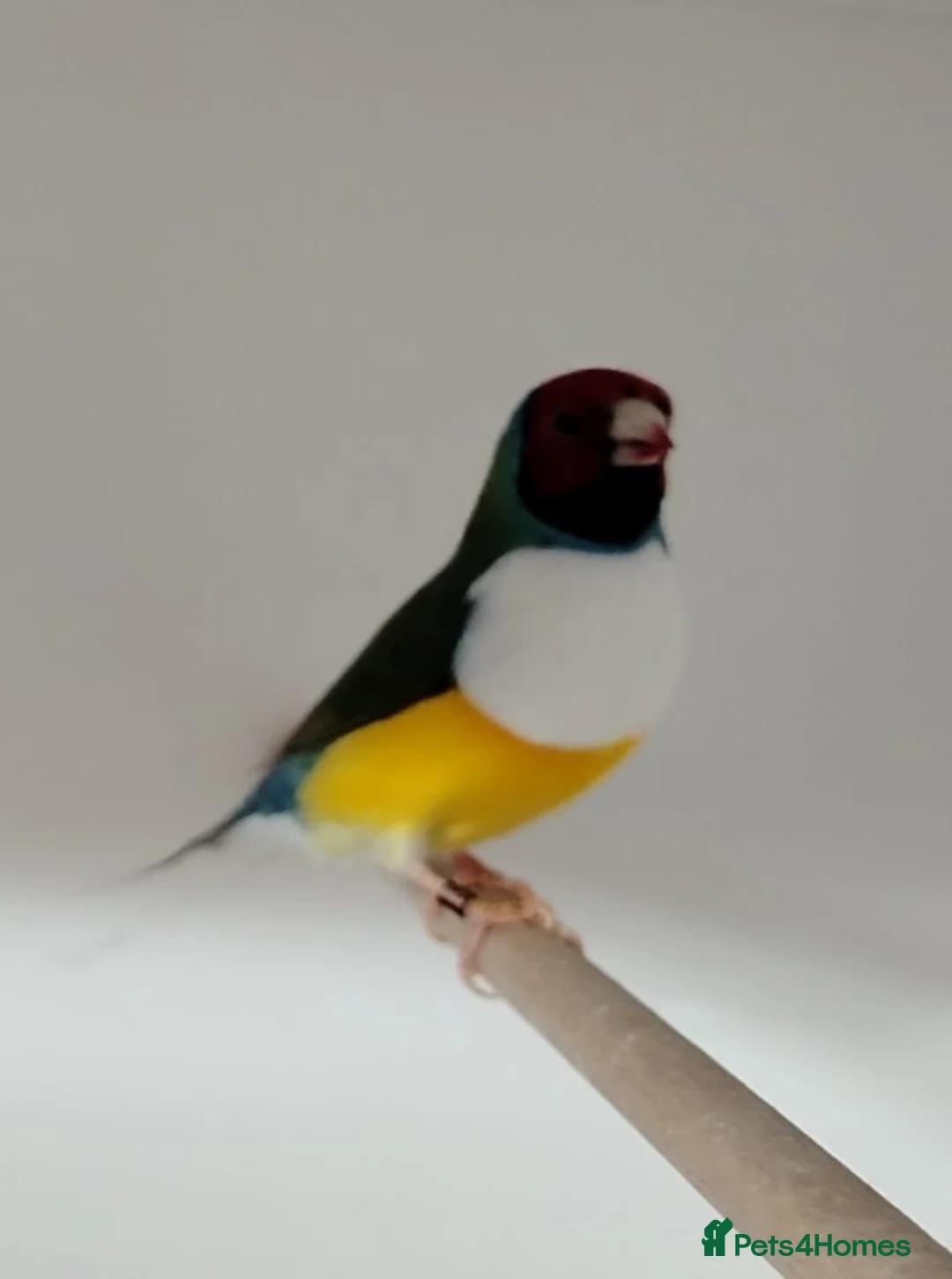 Finches birds for sale: Breeding pair Gouldian FINCHES!!!! - Advert 7