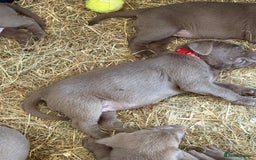 Labrador Retriever dogs for sale: Silver Labrador puppy’s  - Image 11