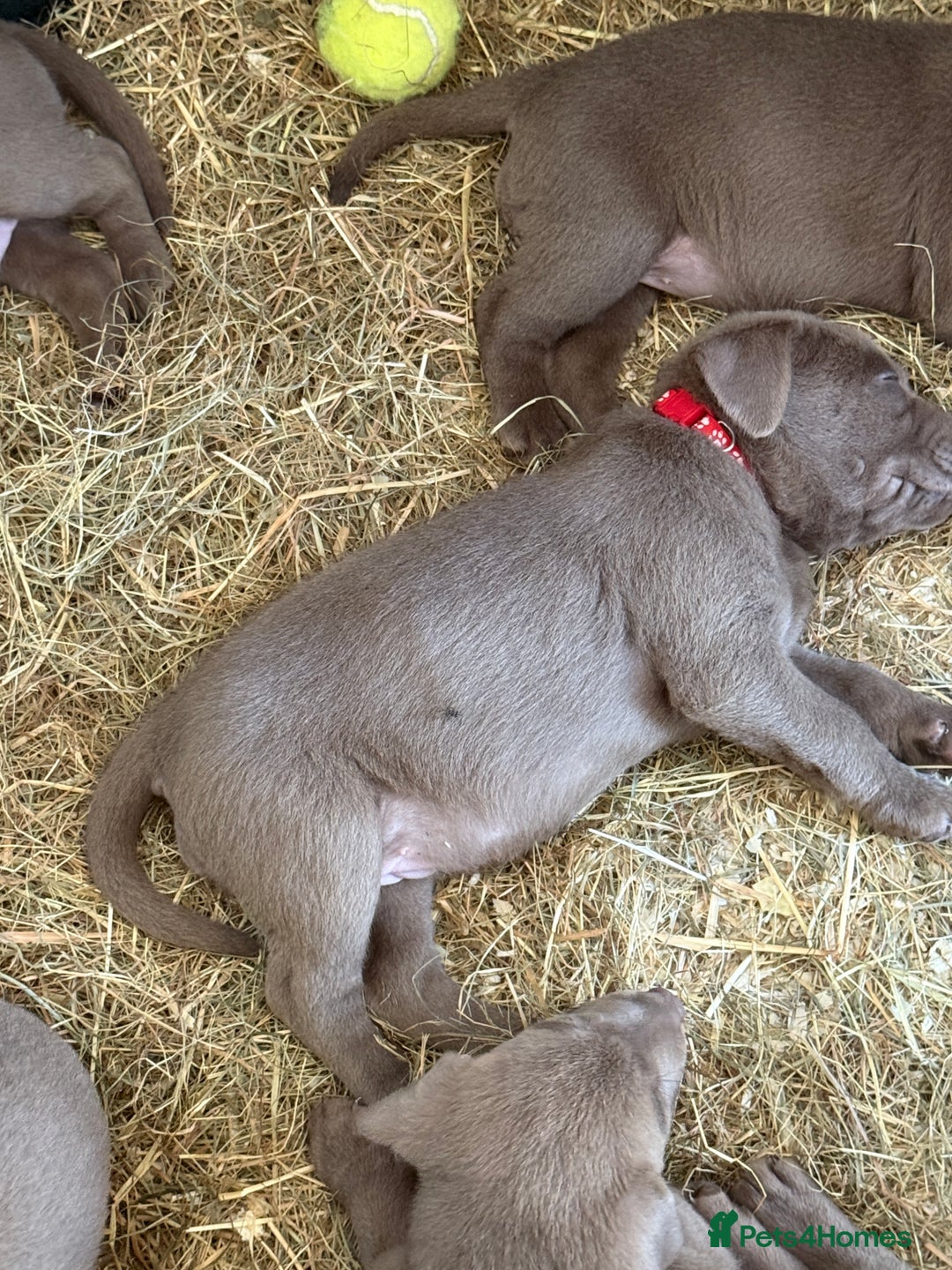 Labrador Retriever dogs for sale: Silver Labrador puppy’s  - Image 11