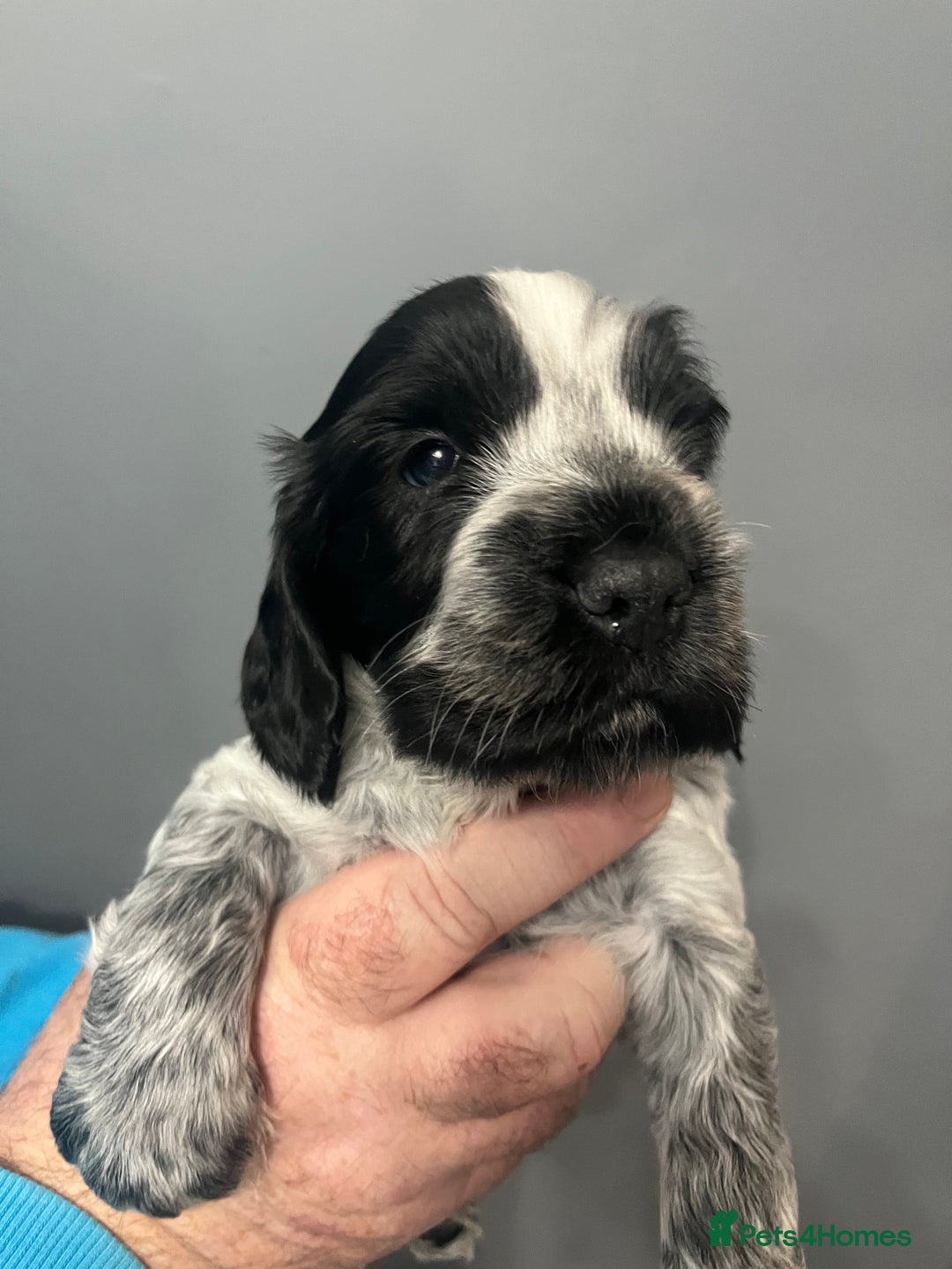 Sprocker dogs for sale: CHUNKY 5* SPROCKER PUPS - Advert 12