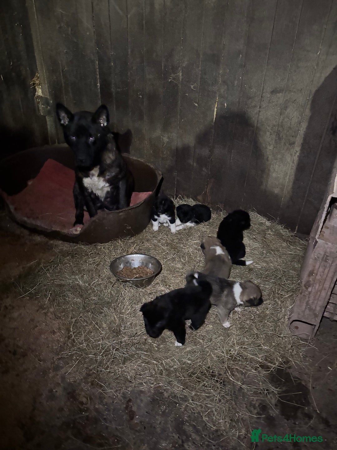 Akita dogs for sale: Beautiful Akita puppies ❤️ - Advert 1