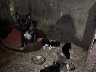 Akita dogs Beautiful Akita puppies ❤️ - Advert 2