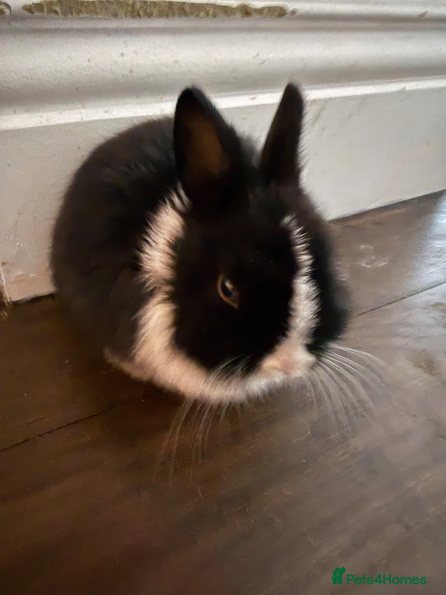 Netherland Dwarf rabbits Beautiful Netherland Dwarf kits  - Advert 1