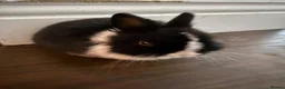 Netherland Dwarf rabbits for sale: Beautiful Netherland Dwarf kits  - Advert 4