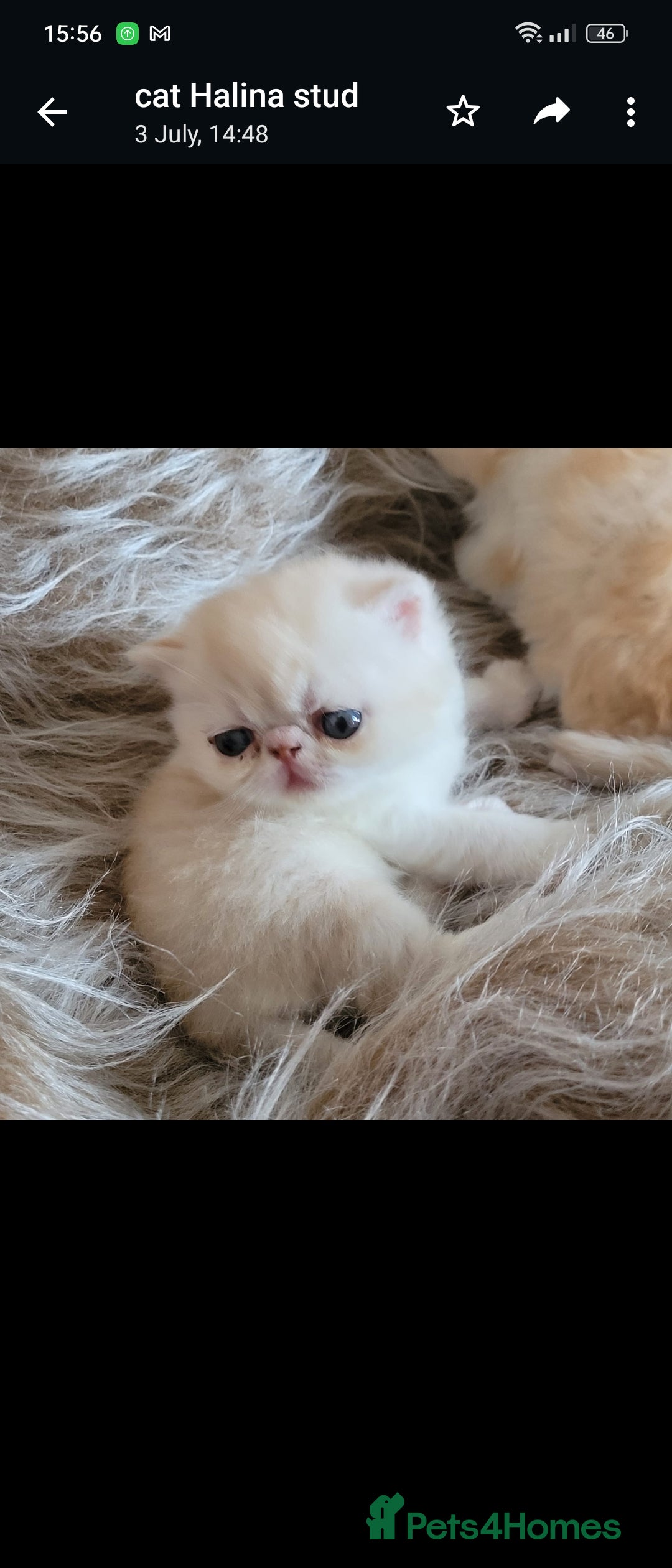 Exotic cats for stud: STUNNING EXOTIC STUD  in Barnsley - Advert 8