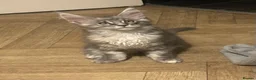 Maine Coon cats for sale: Maine coon babies  - Advert 17