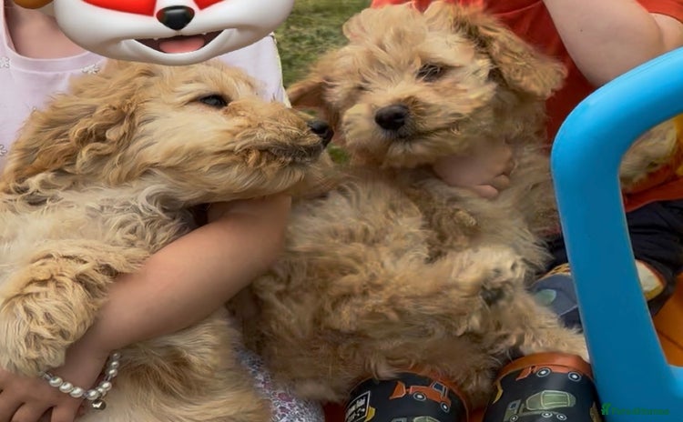 Cockapoo dogs in Treharris - Advert 1
