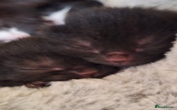 Mixed Breed cats for sale: STUNNING KITTENS  - Image 12
