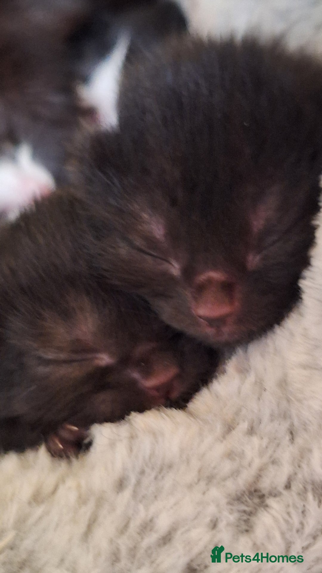 Mixed Breed cats for sale: STUNNING KITTENS  - Image 12